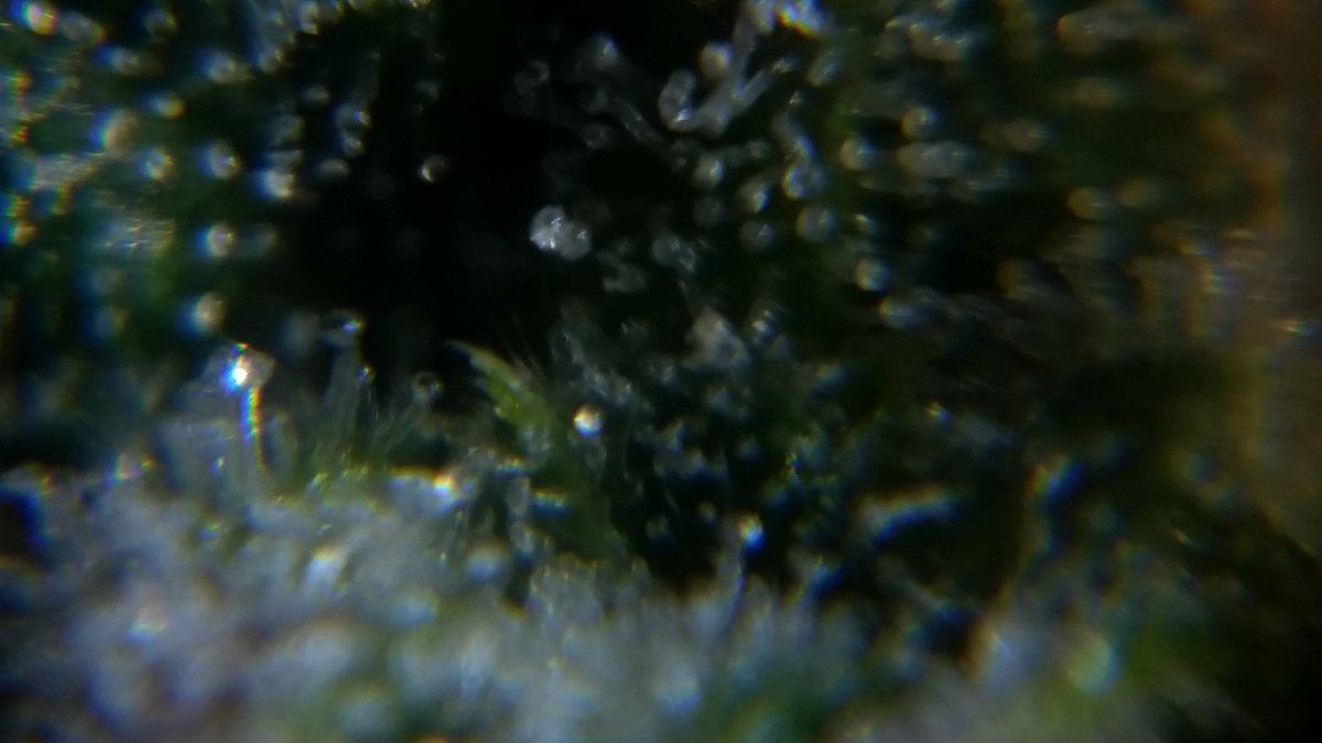 Newbie here with a question about trichomes 8