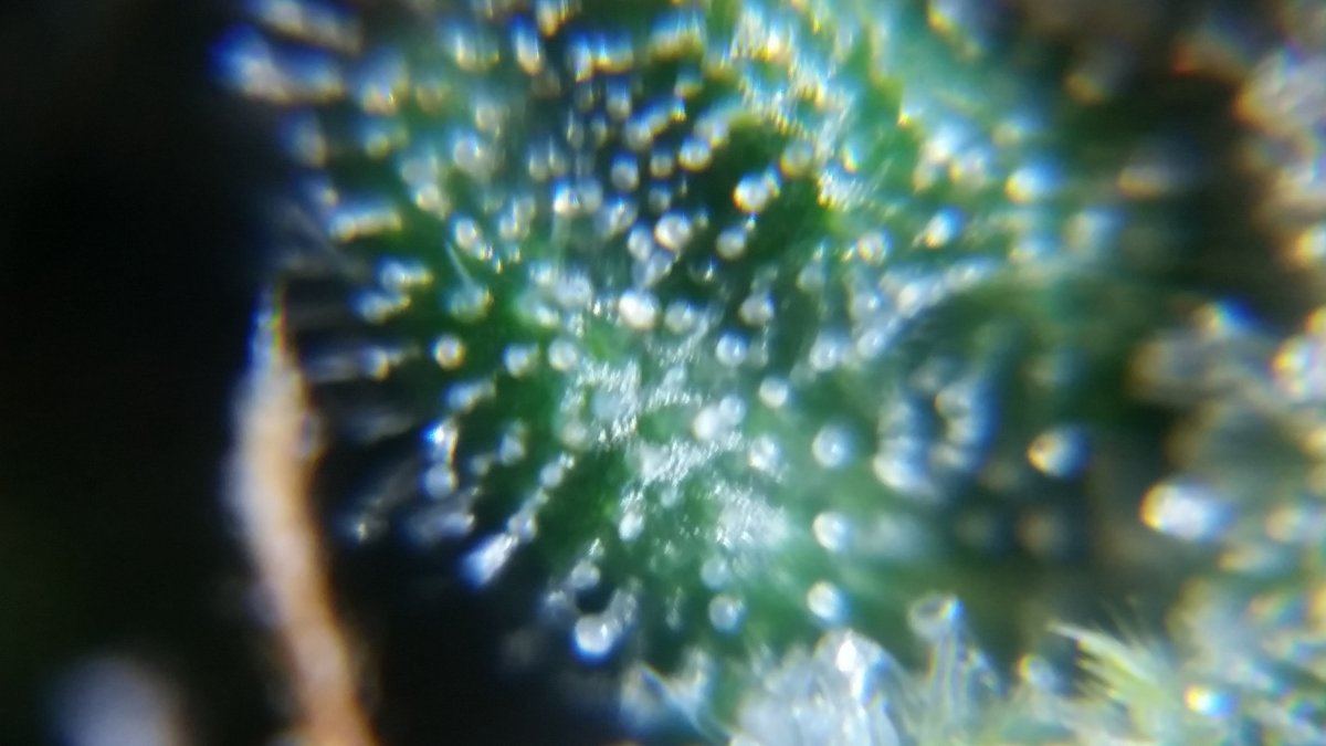 Newbie here with a question about trichomes 9
