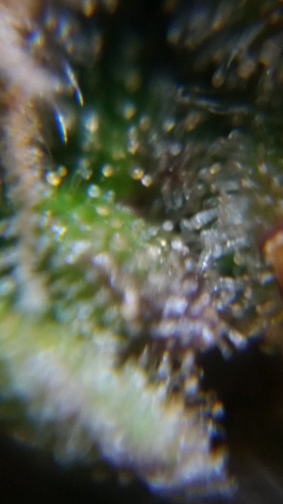 Newbie here with a question about trichomes