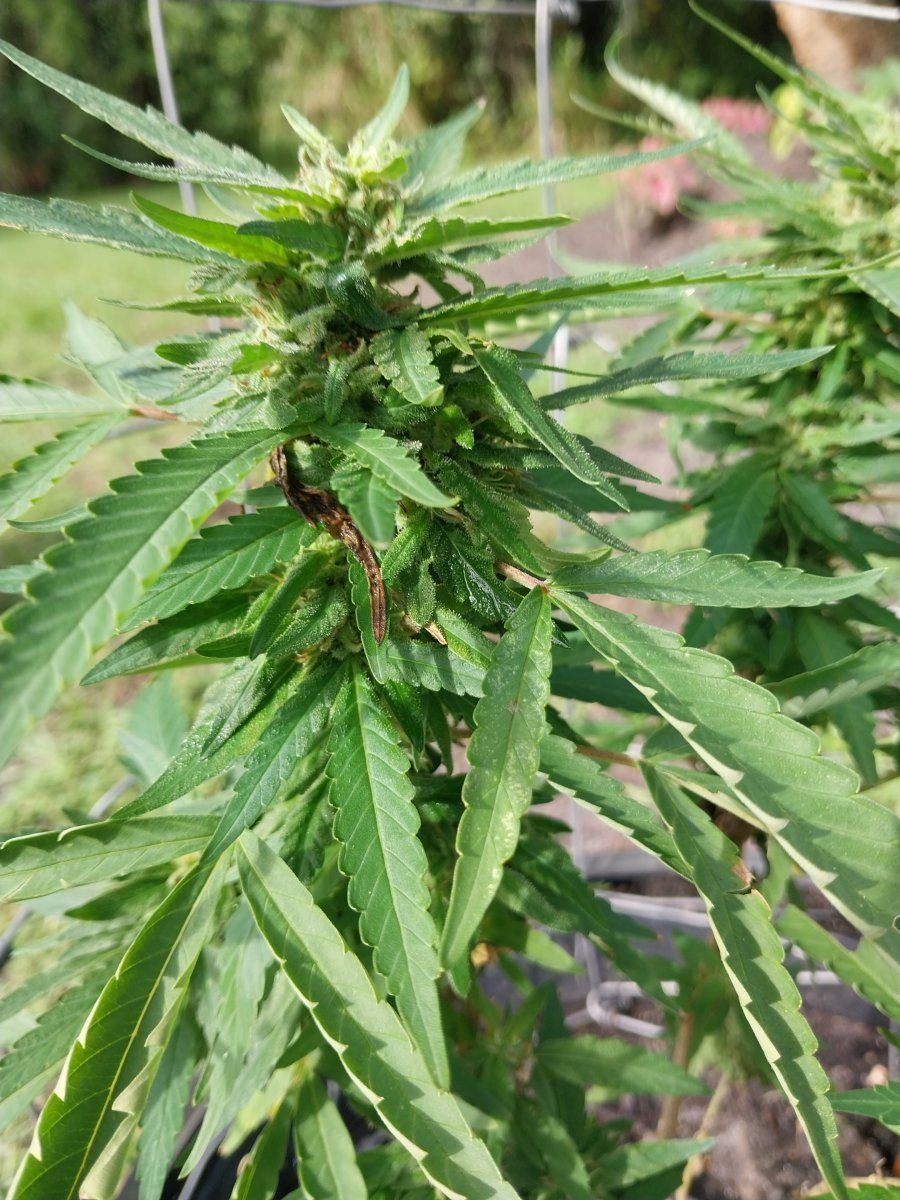 Newbie in all regards 10