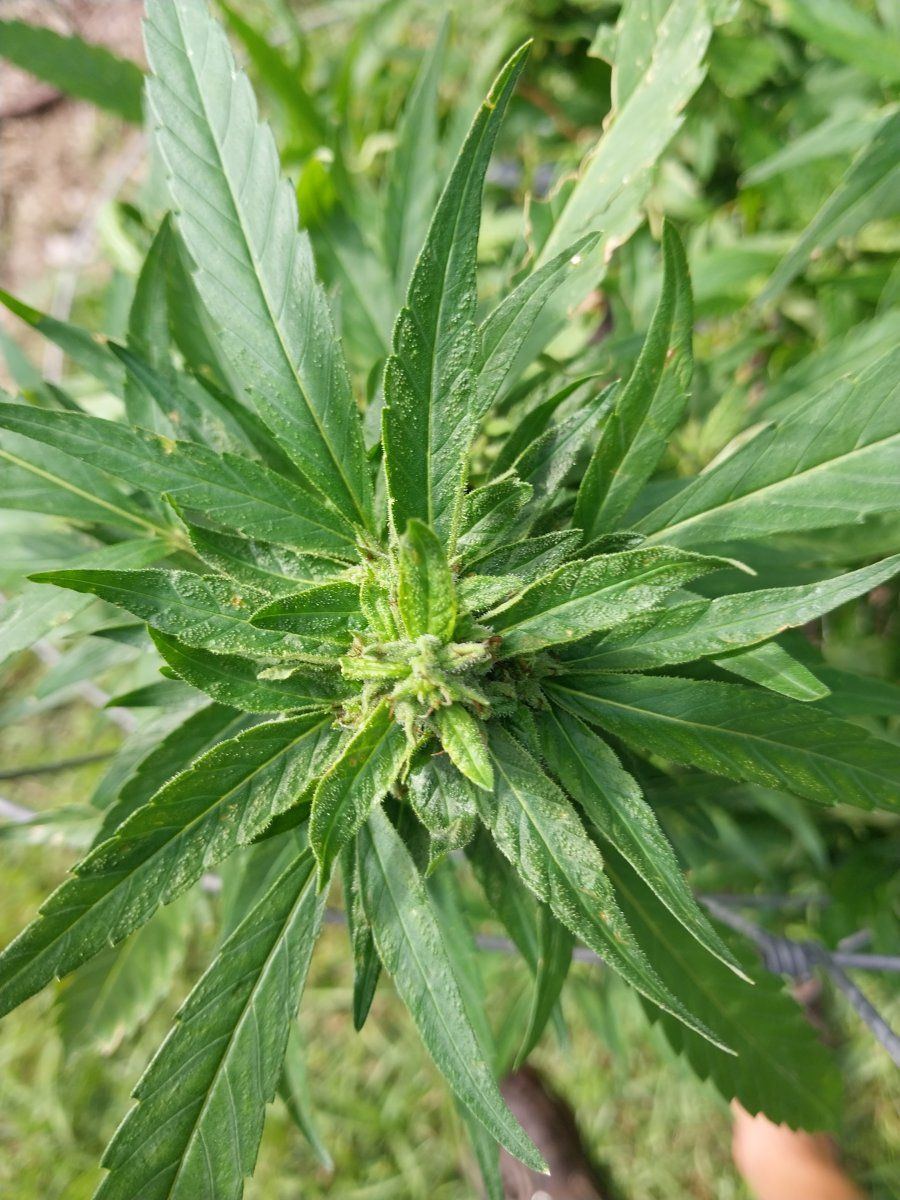 Newbie in all regards 3