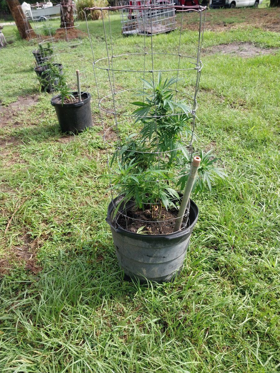 Newbie in all regards 5