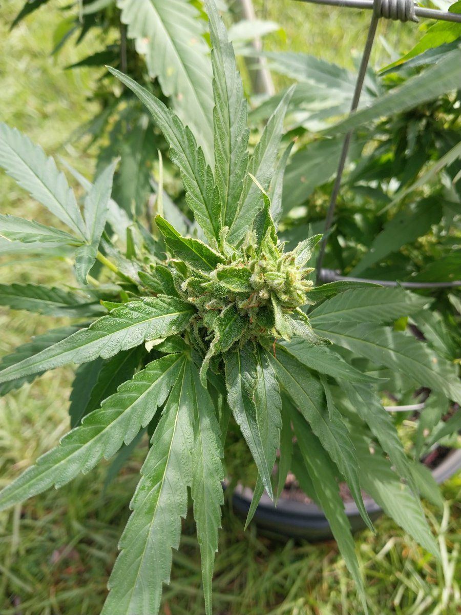 Newbie in all regards 7