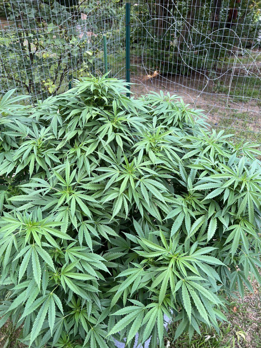 Newbie in maine needing advice 3