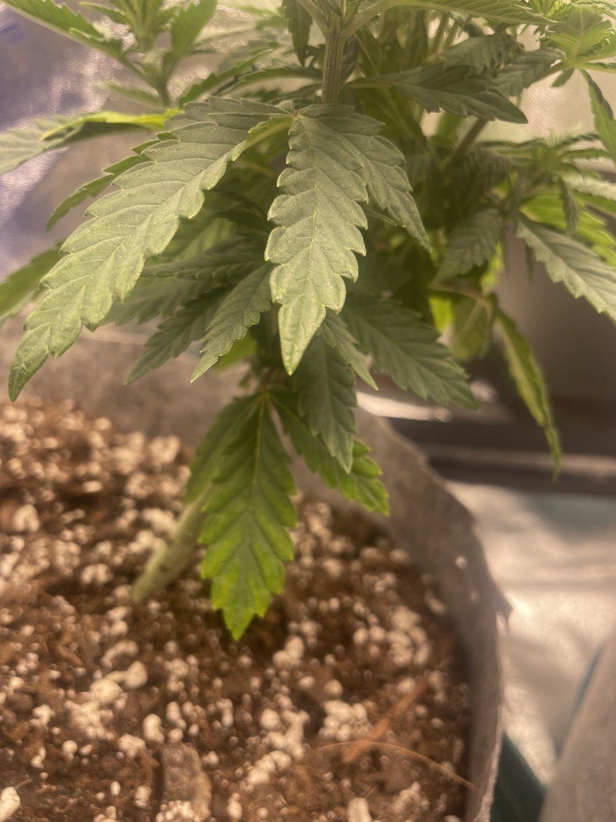 Newbie issues any help appreciated 10