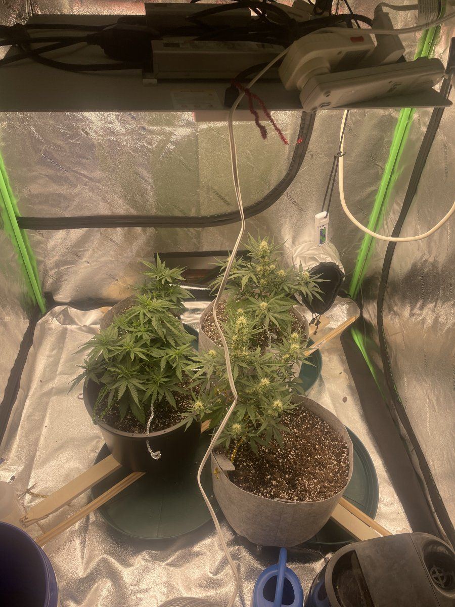 Newbie issues any help appreciated 3