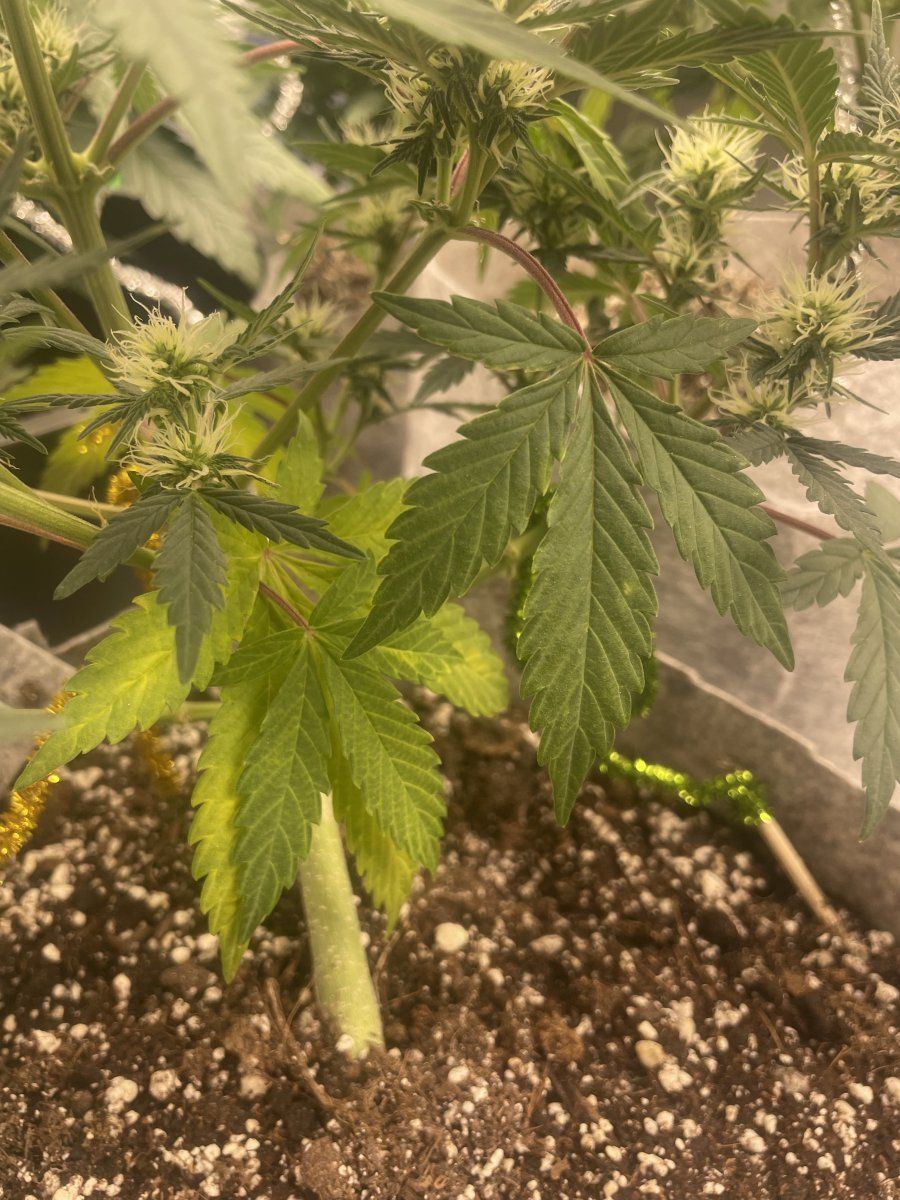 Newbie issues any help appreciated 9
