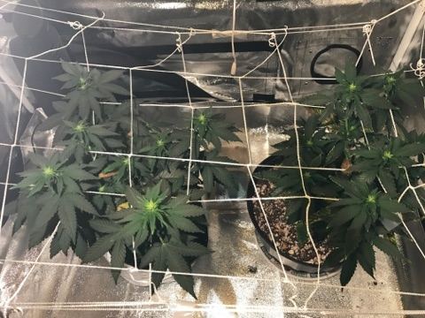 Newbie made it to flower with ww from seed how am i looking advice 2
