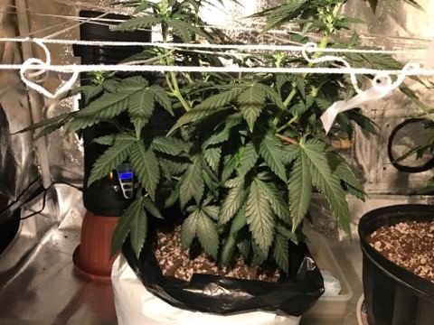 Newbie made it to flower with ww from seed how am i looking advice 4