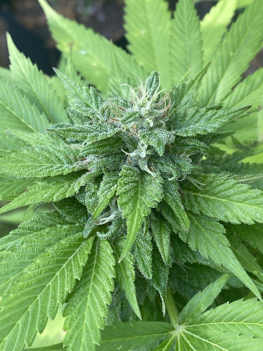 Newbie need help if ready for harvest 5