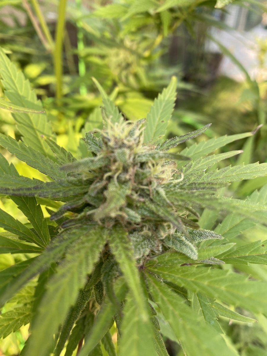 Newbie need help if ready for harvest 6