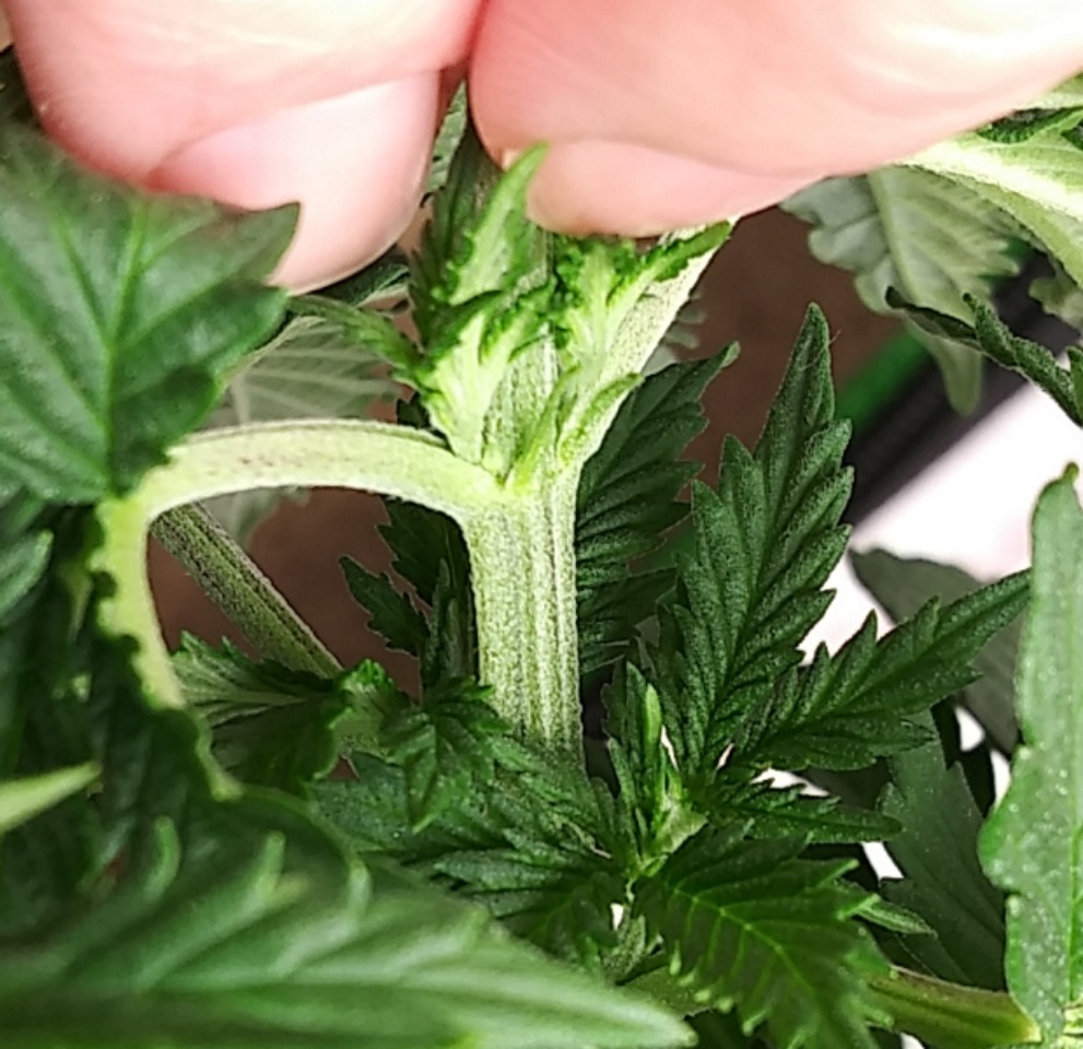 Newbie needs help pistils or balls 4