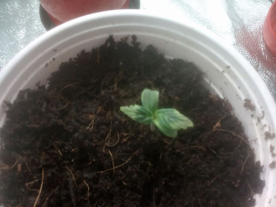 Newbie uk grower needs some help please