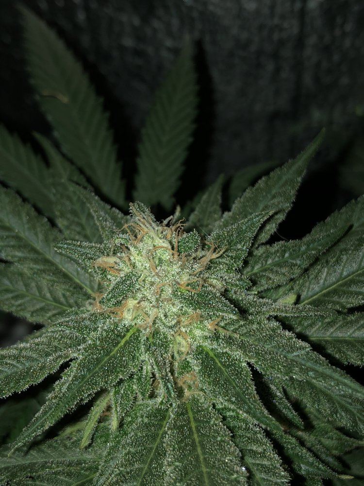 Newbie update day 43 3