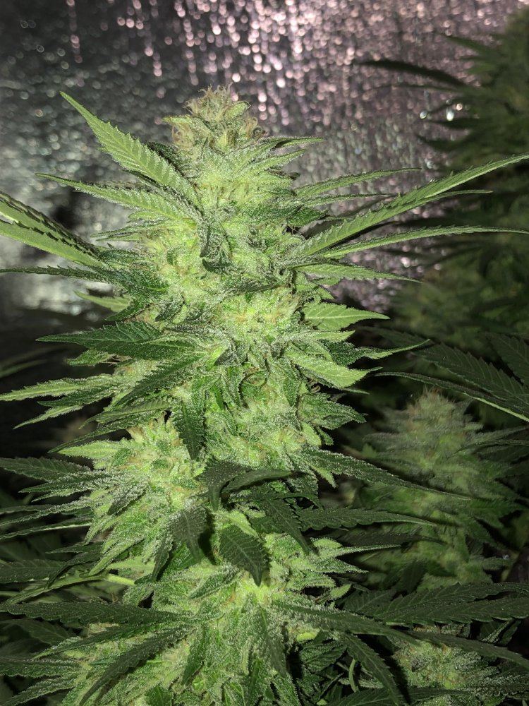 Newbie update day 43 4
