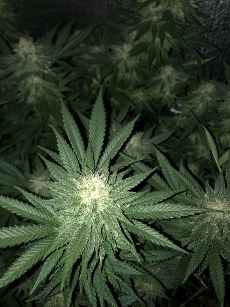 Newbie update day 43 5