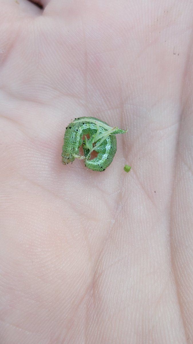 Newbie used neem oil on big buds still has caterpillars 2