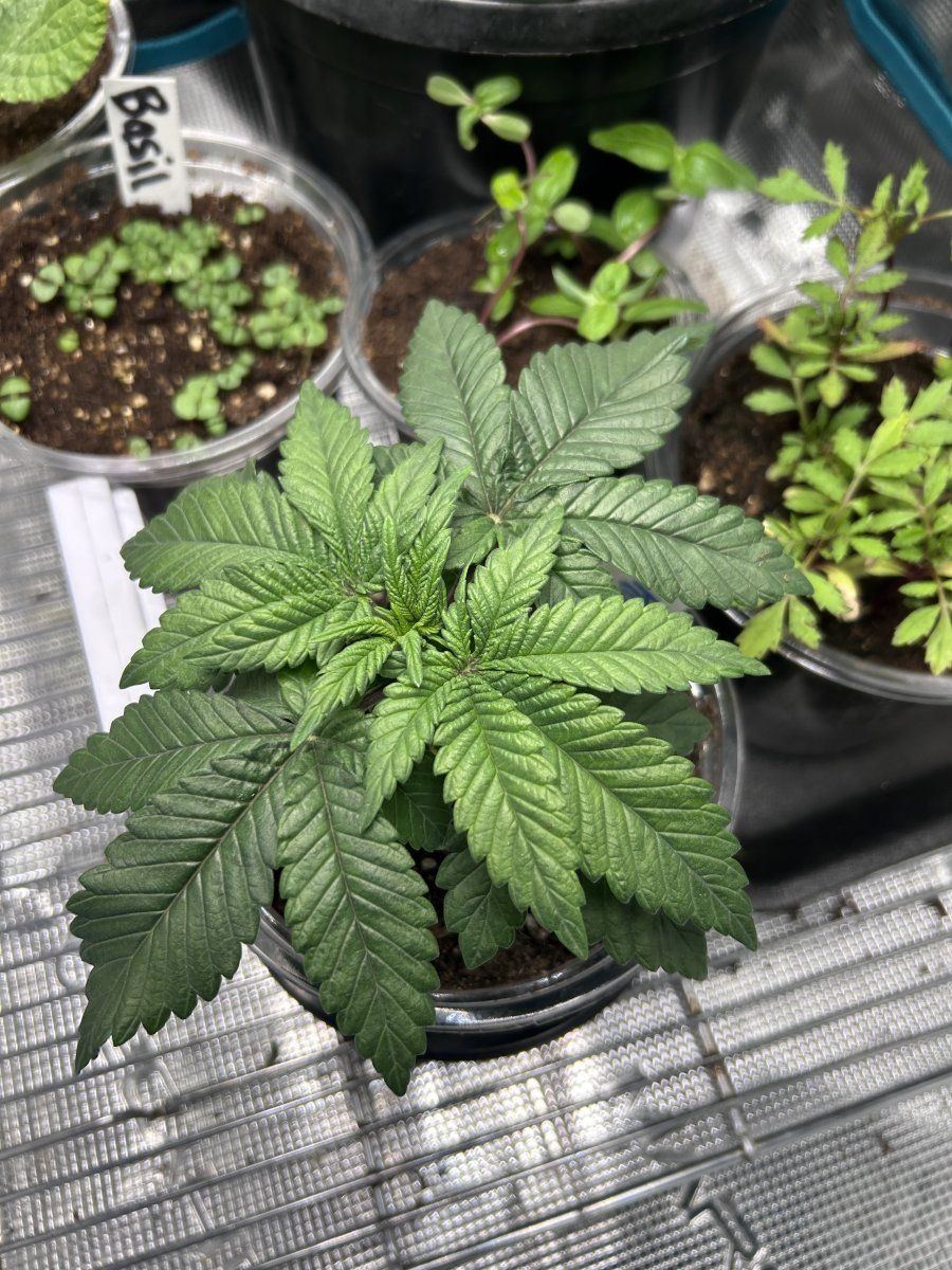 Newbie with 30 day large seedling 3