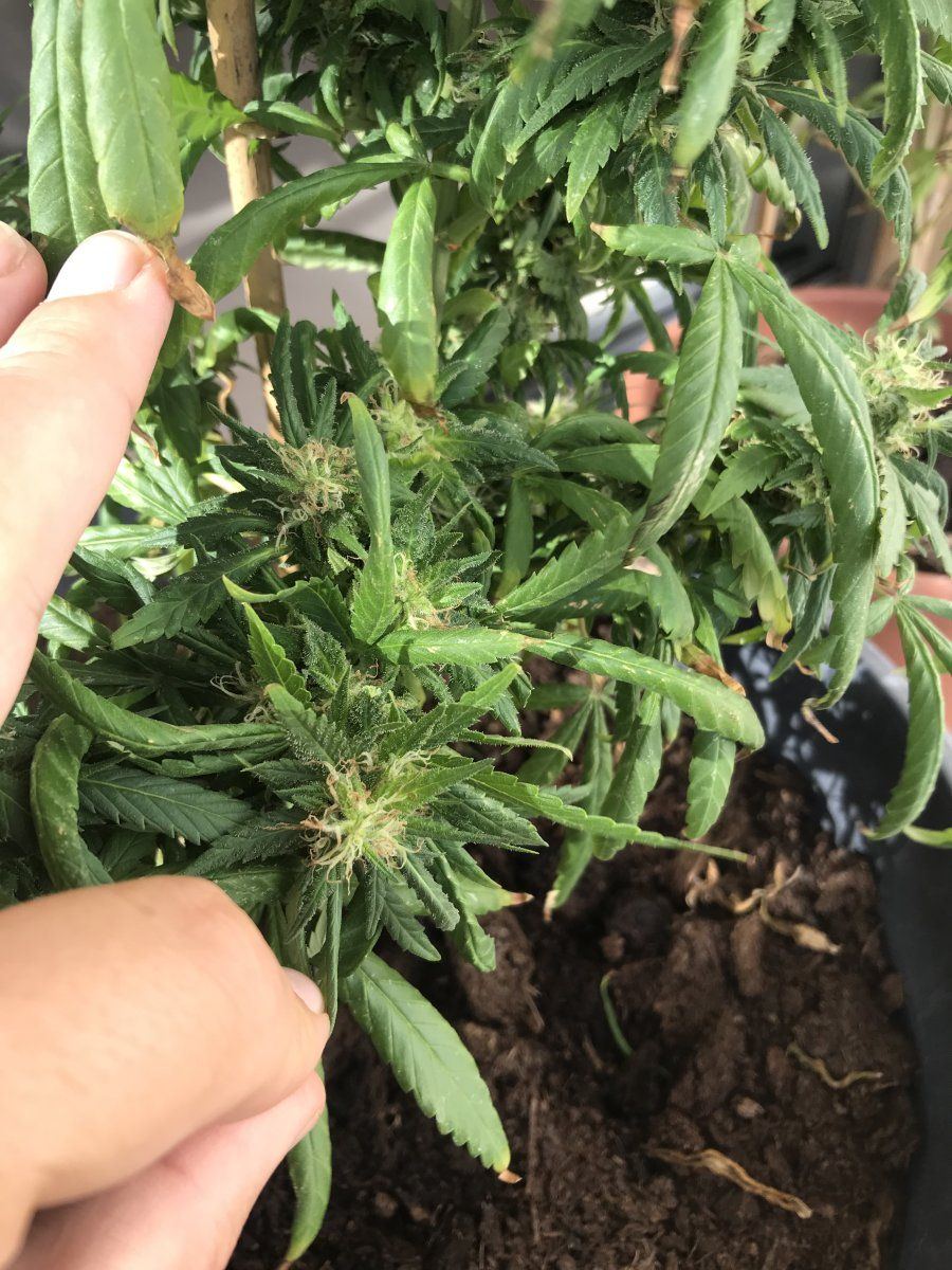 Newbie with small buds outside