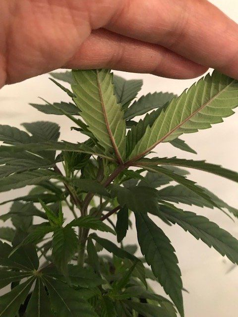 Newbie1st grow and need help 3