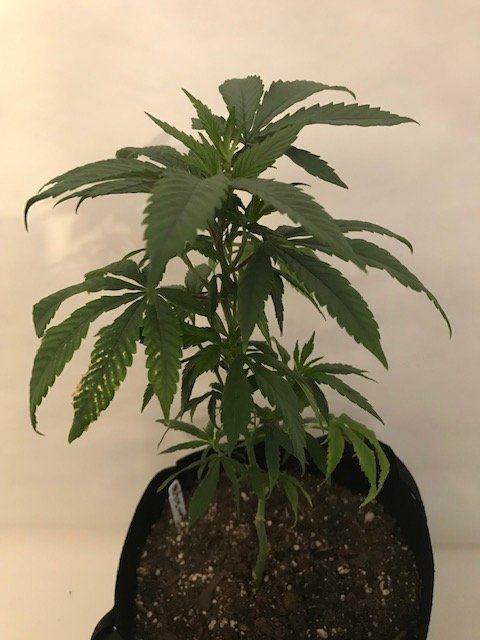 Newbie1st grow and need help 4