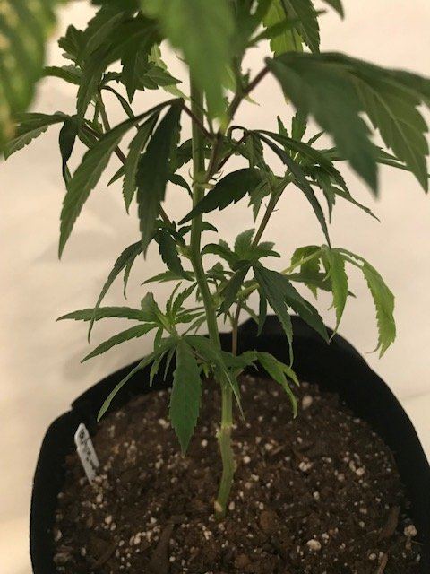 Newbie1st grow and need help 5