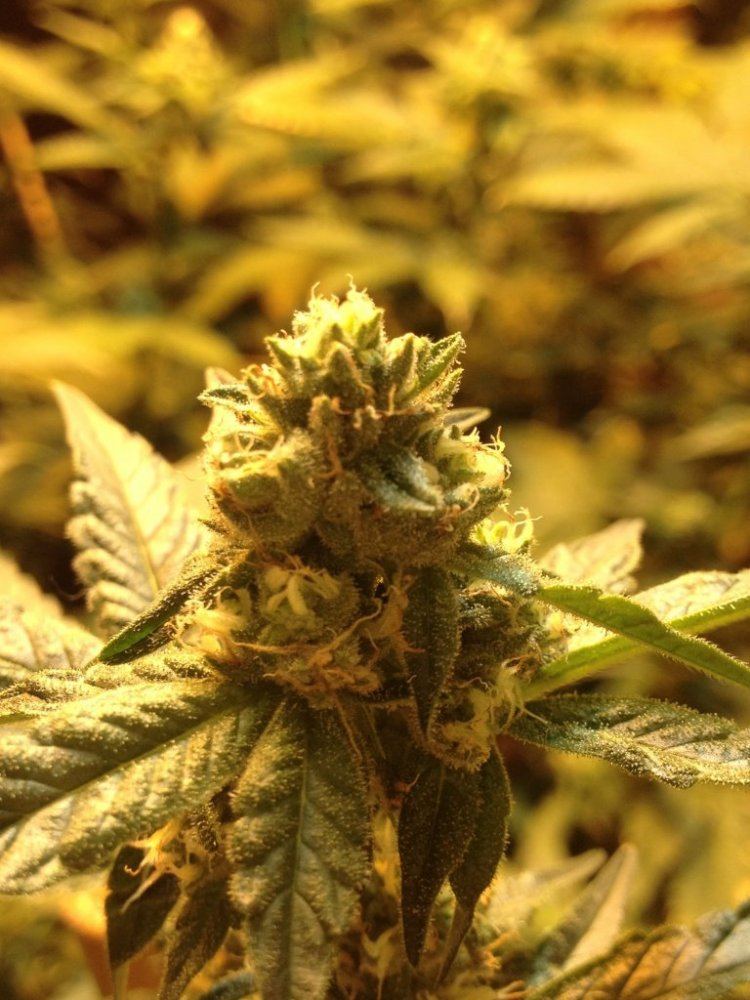 Newbreedof420 current garden projects