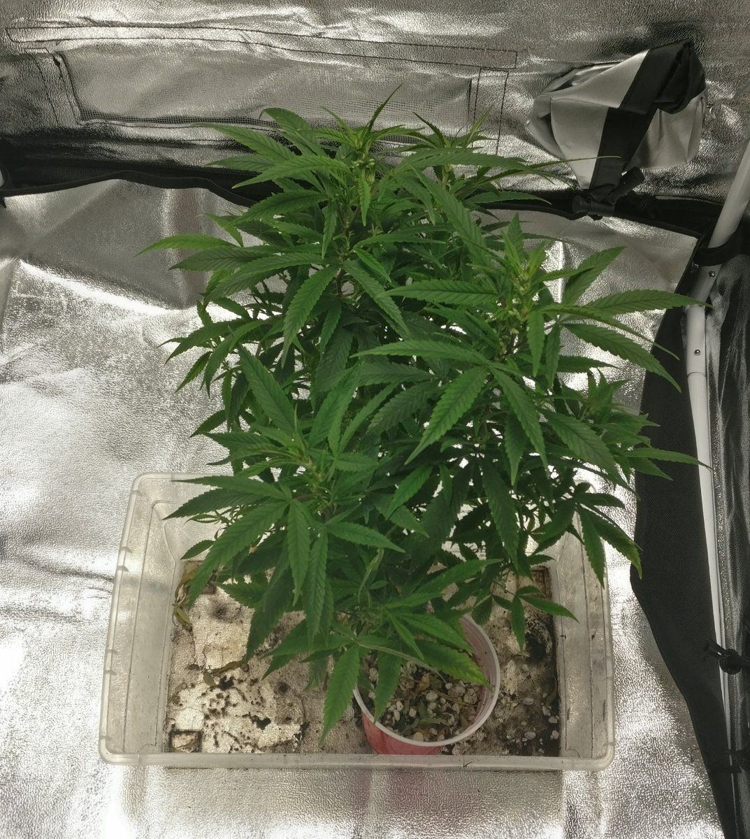 Newdudetent