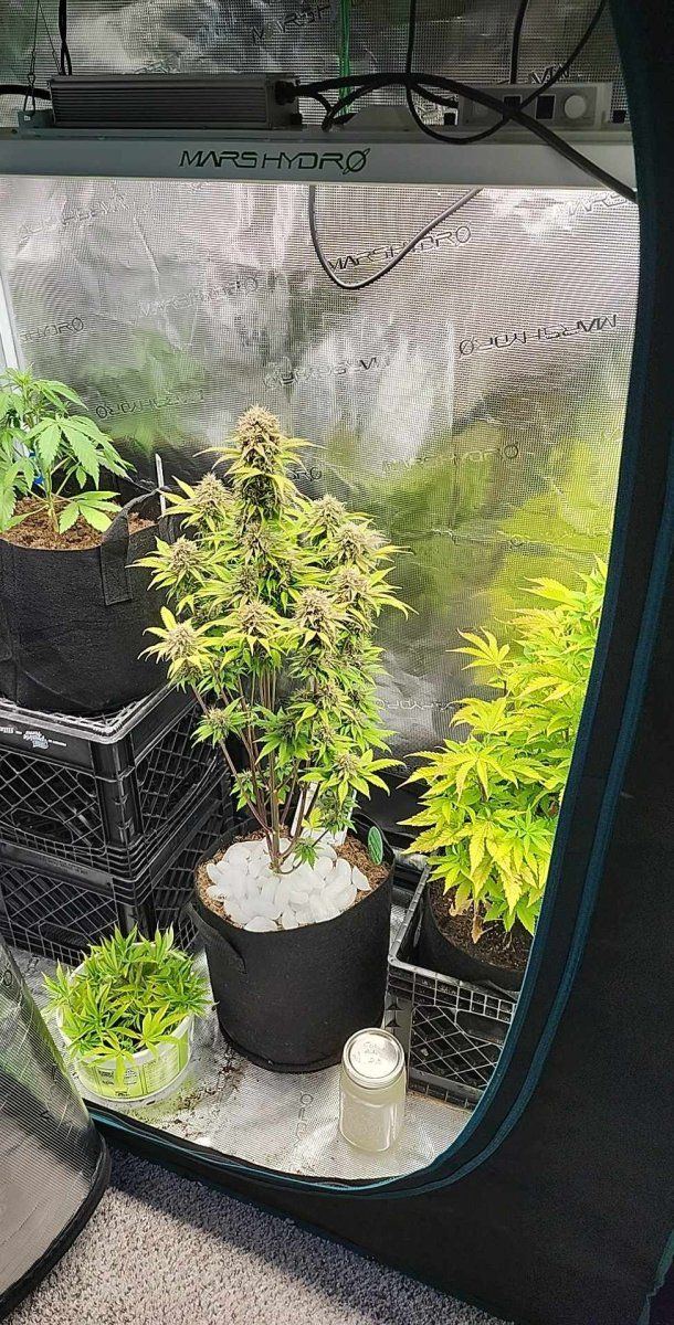 Newer grower from the northern plains 6