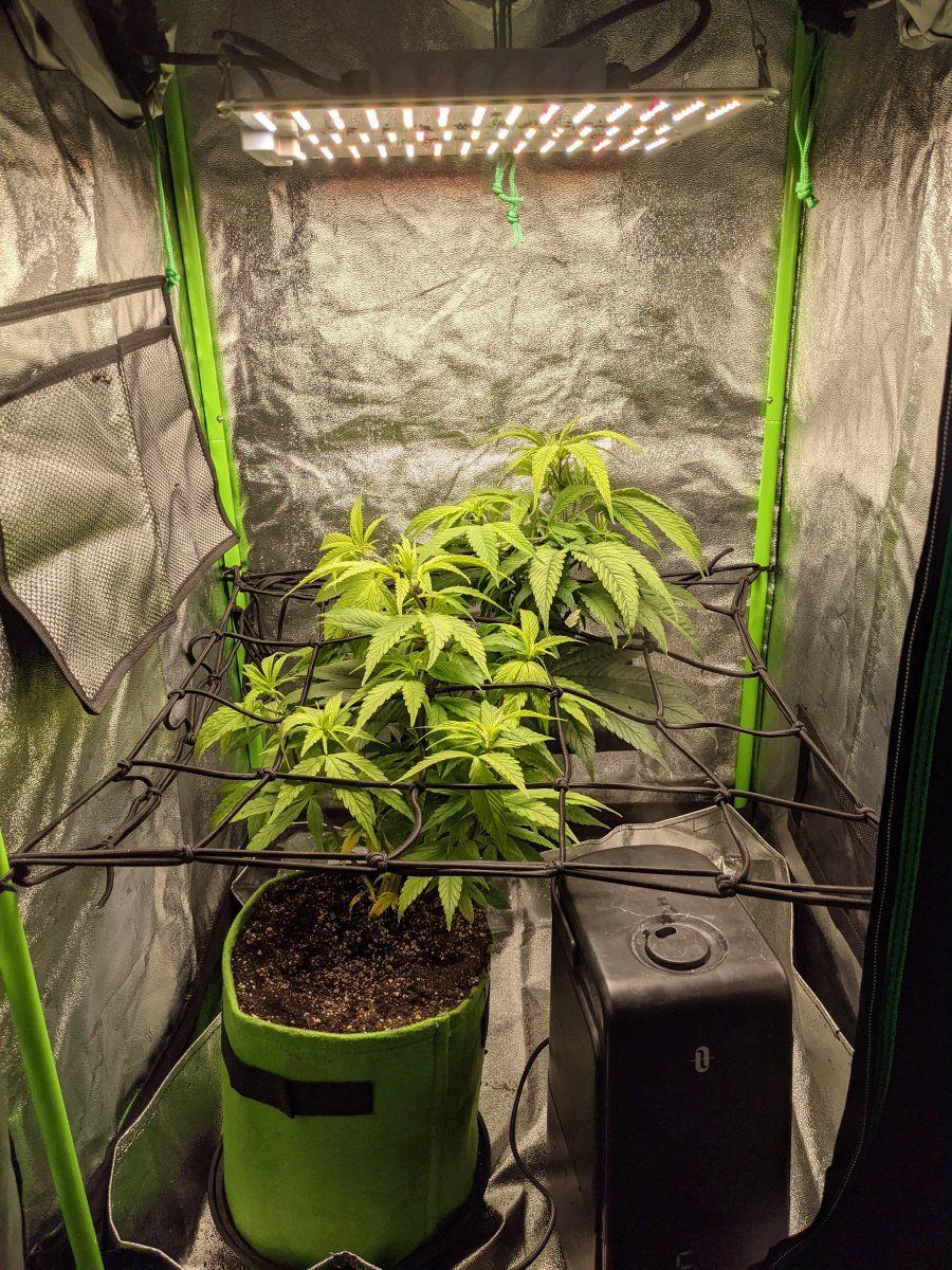 Newer grower here looking for insight 4