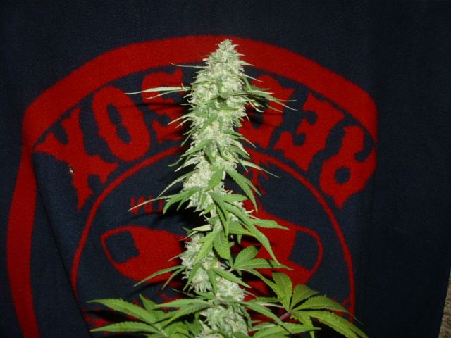 Newest 068