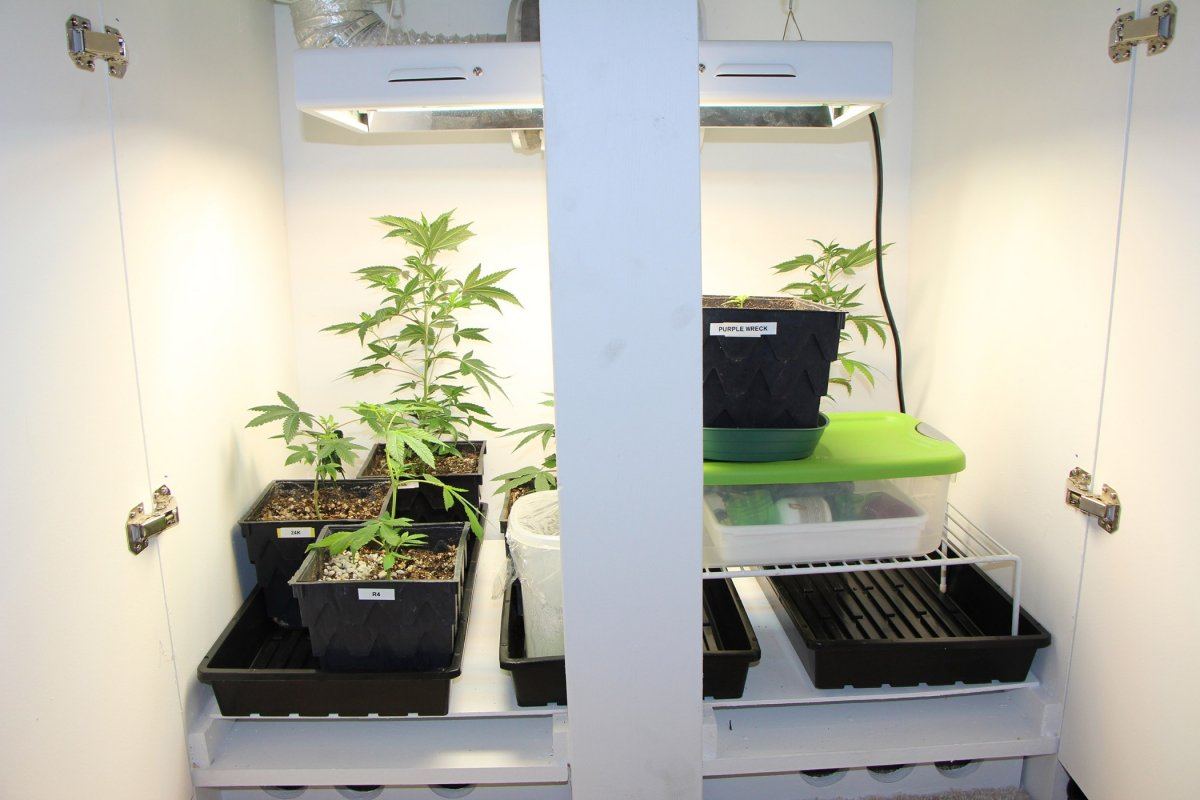 Newest veg box