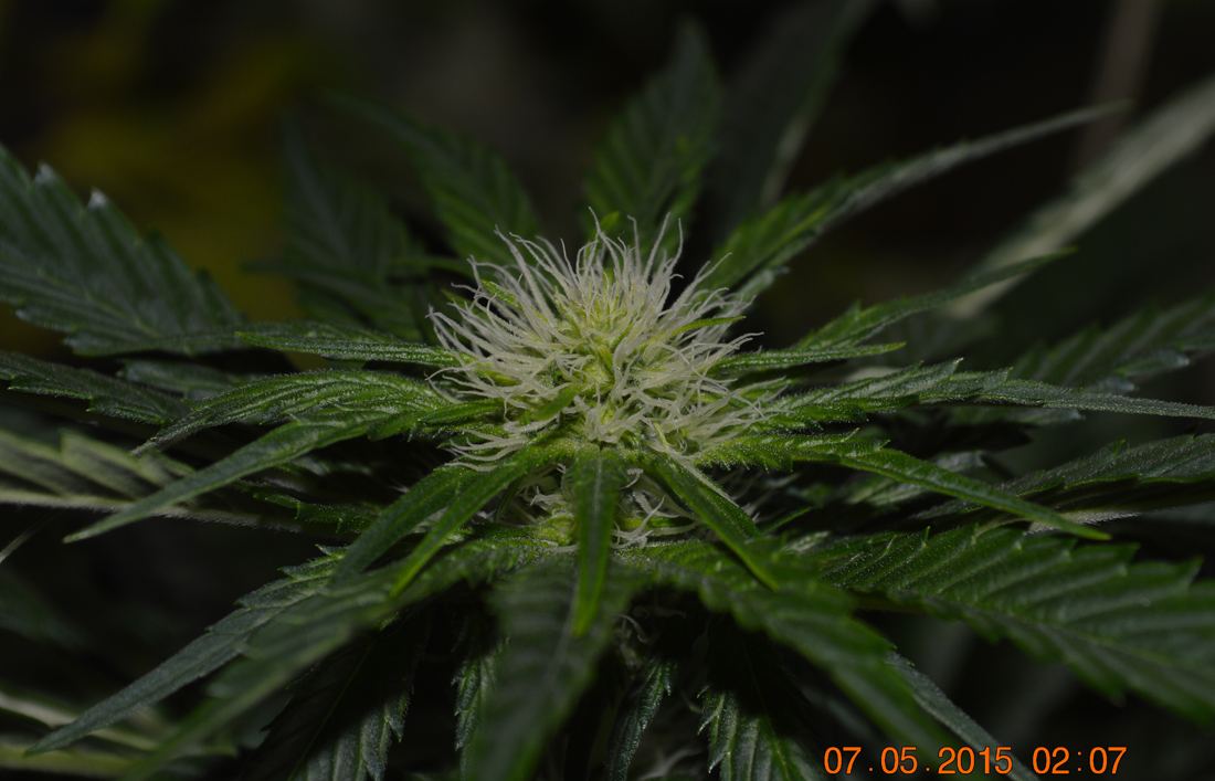 Newflower2