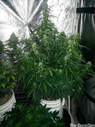 Newhempshiresuperlemonhazeauto6517