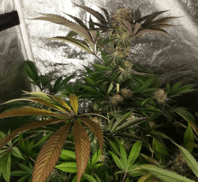 Newhhyperbluecherrymagoo27919
