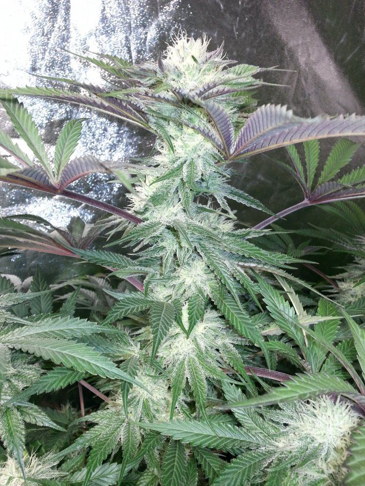 Newhhyperbluemagoo262919
