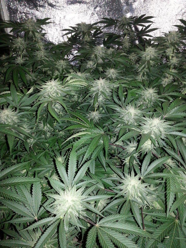 Newhhypercherrypie36daysscrog21619