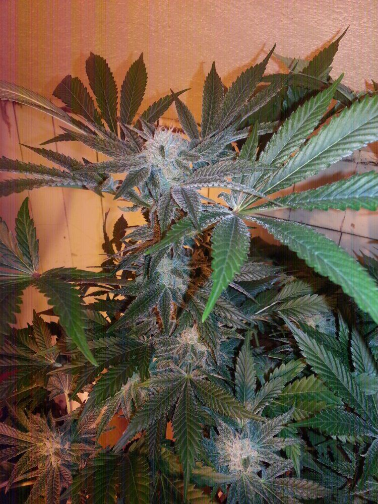 Newhhypercherrypie6weeks2218