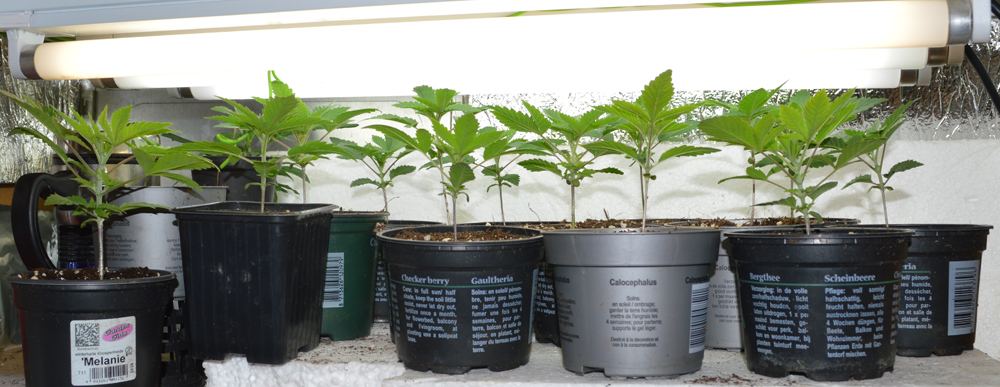 Newplants1
