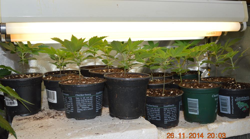 Newplants2