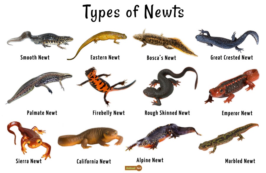 Newt Pictures