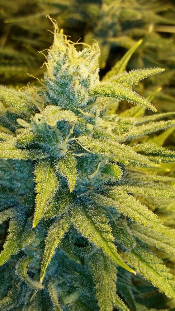 Next gen grape god 10