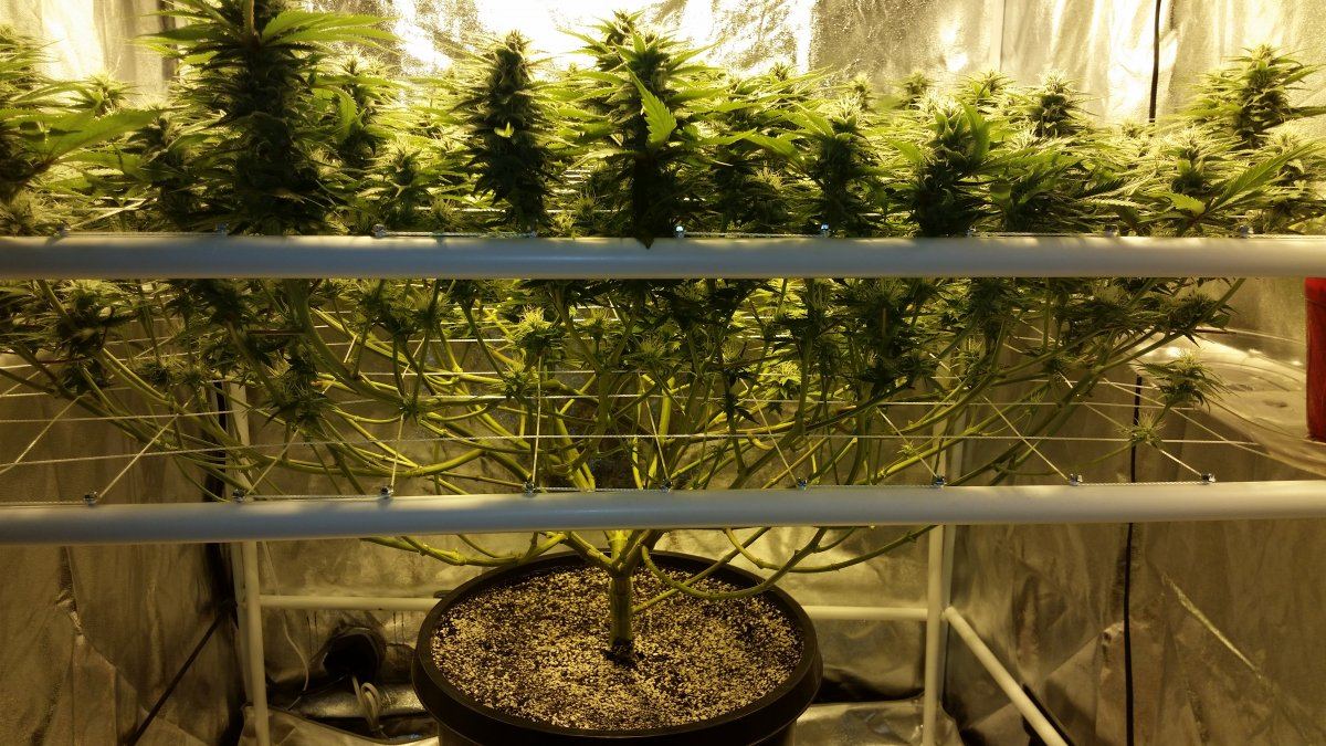 Next gen grape god 11