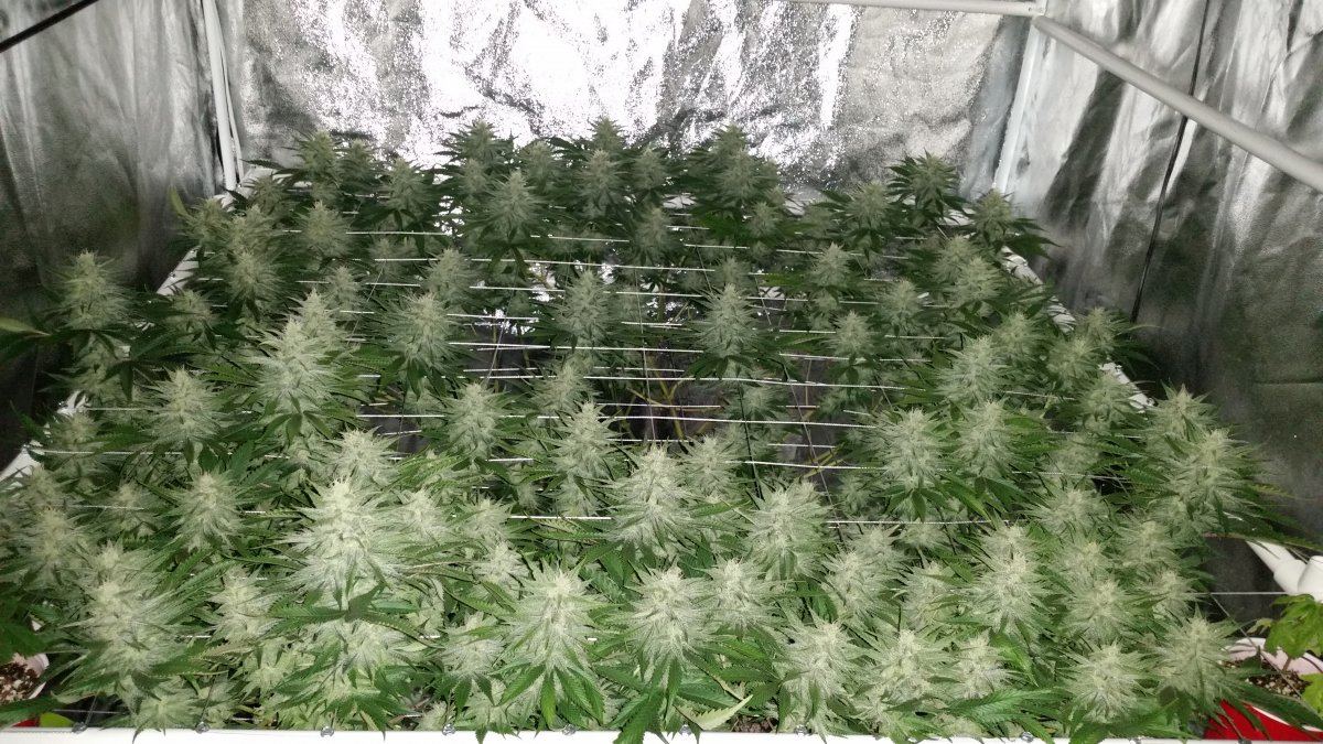 Next gen grape god 12