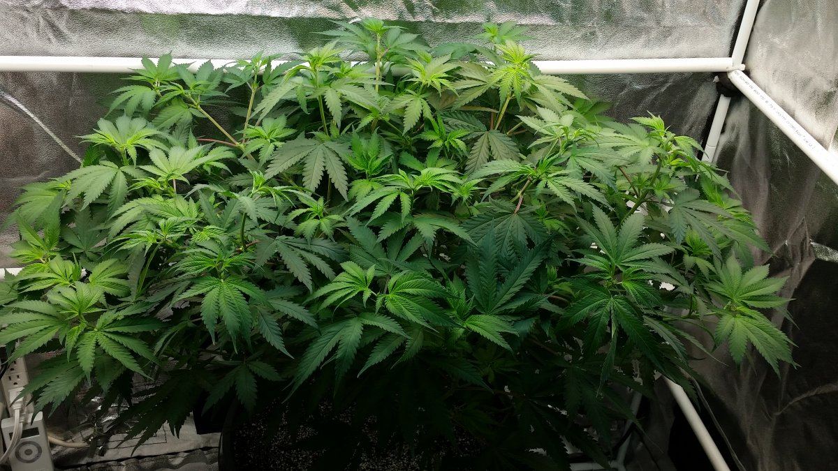 Next gen grape god 4