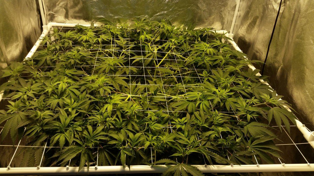 Next gen grape god 6