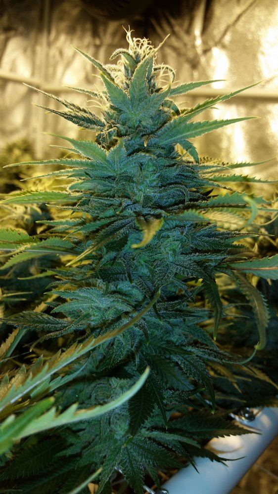 Next gen grape god 9