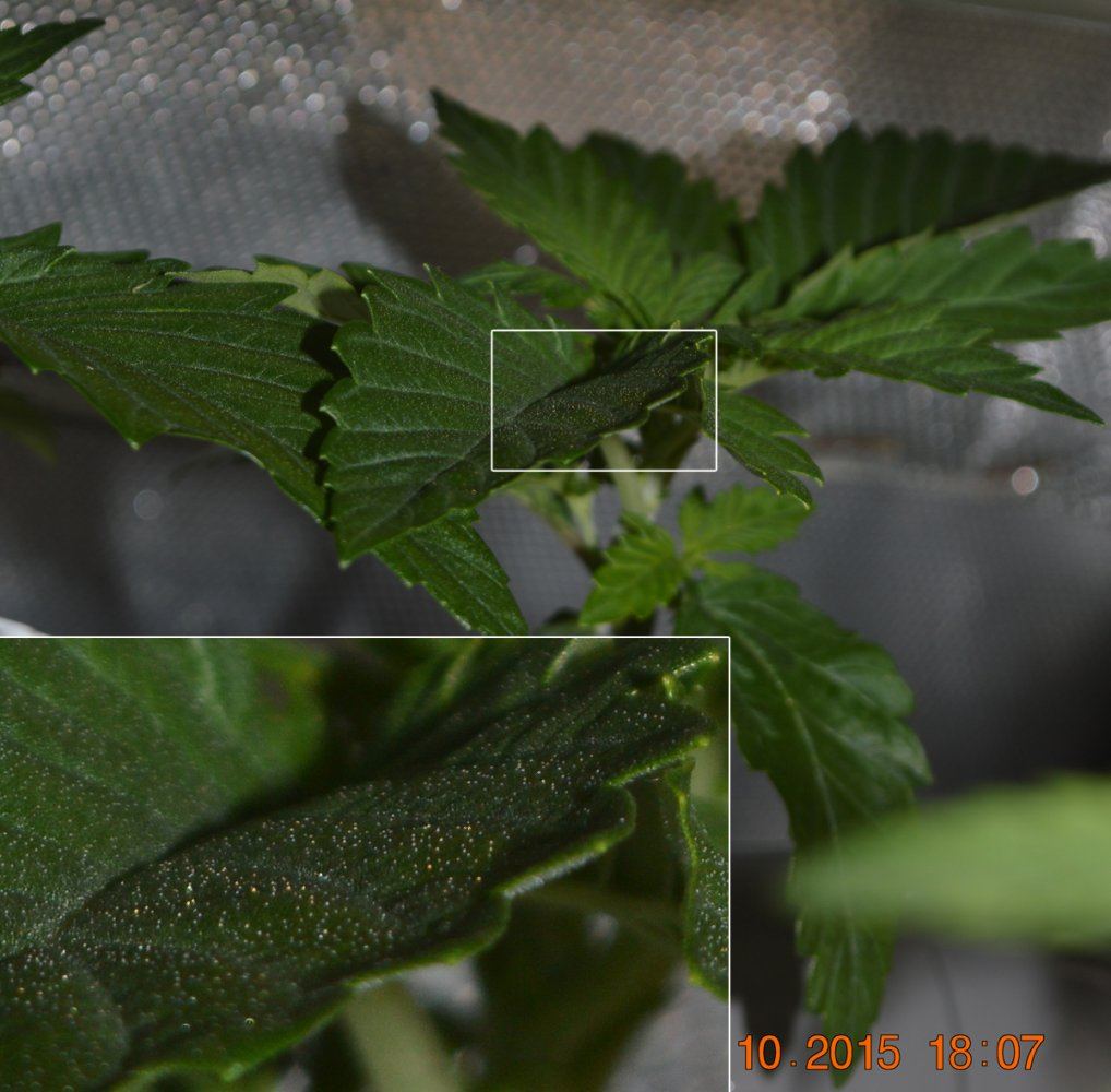 Nftseedling