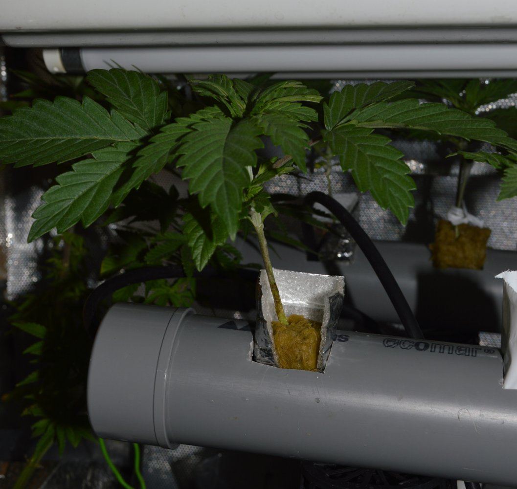 Nftseedling2