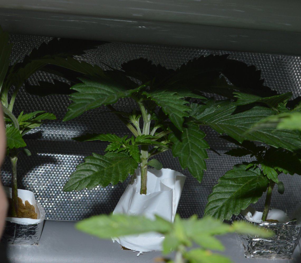 Nftseedling23